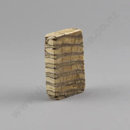Mammoth Tooth Fossil Tablet Form Paper Weight