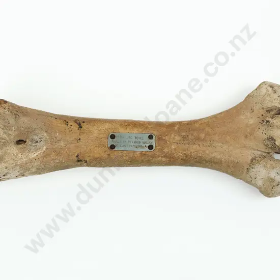 A Large And Impressive Moa Leg Bone