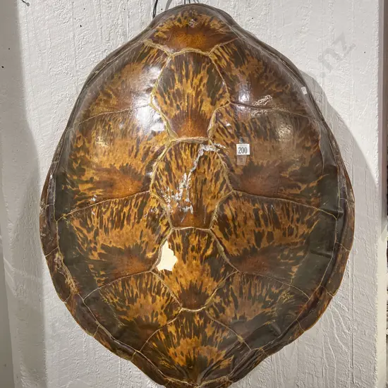 Large Turtle Shell (Flaws)