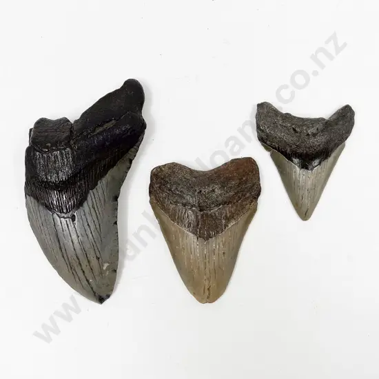 Three Various Fossilized Megalodon Teeth