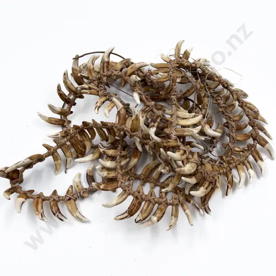 Papua New Guinea Warriors Dog Tooth Necklace