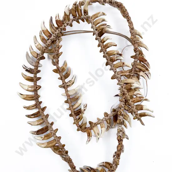 A Small Papua New Guinea Warriors Dog Tooth Necklace