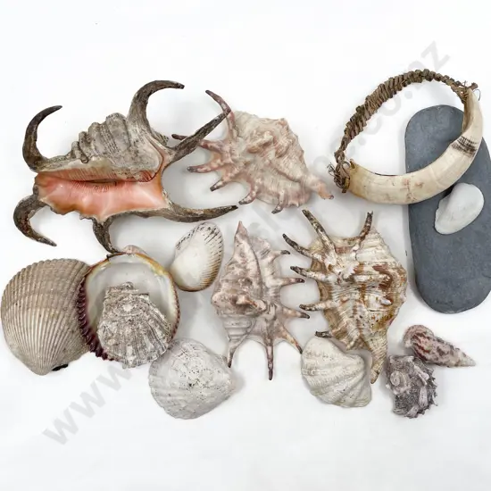 Papua New Guinean Tusk Bracelet With Assorted Shells