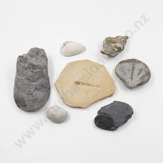 A Collection Of Fossil Fish And Shells