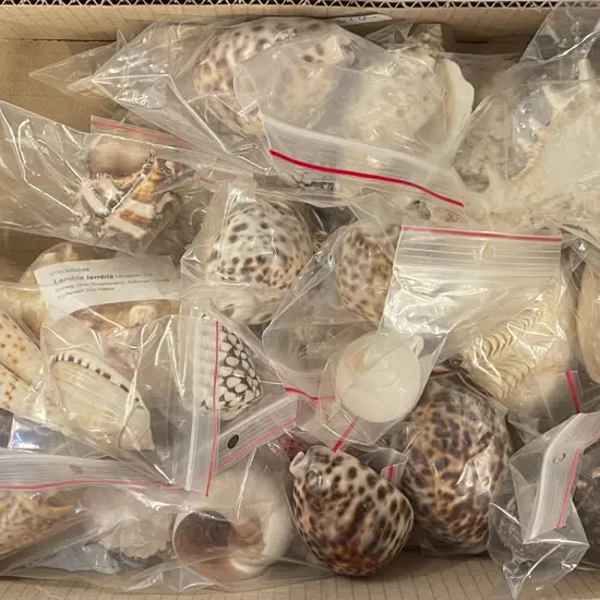 Small Box of Assorted Shells