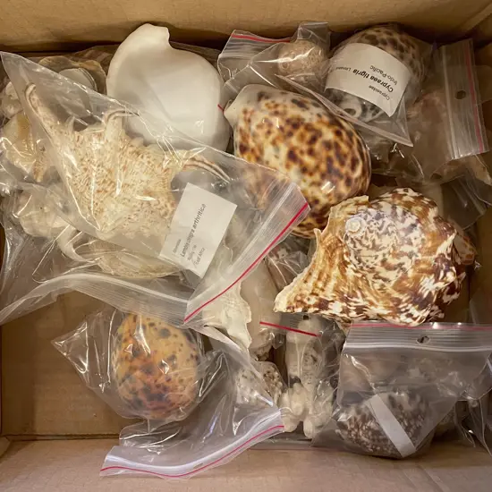 Small Box of Assorted Shells