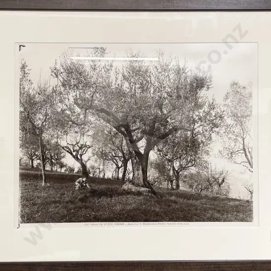 Reproduction Photographic Print - Olive Grove
