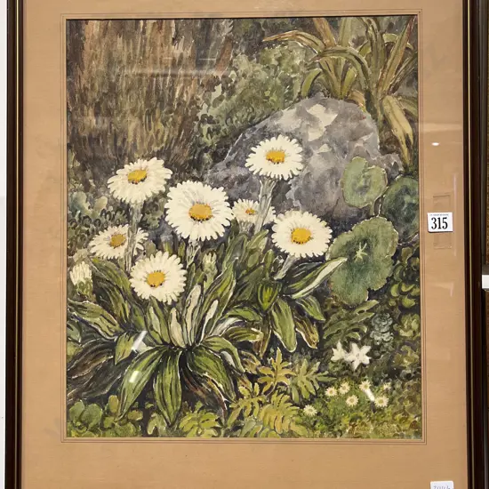 Beatrice Foster-Barkham - Mount Cook Daisies - Watercolour