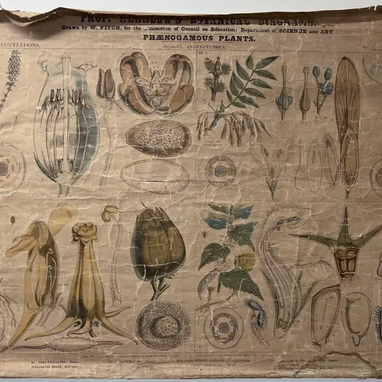 Victorian Botanical Education Chart 1857