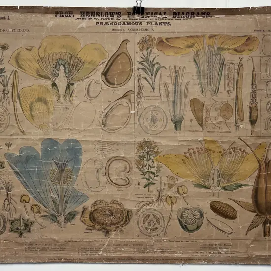 Victorian Botanical Education Chart 1857