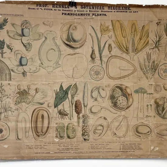 Victorian Botanical Education Chart 1857