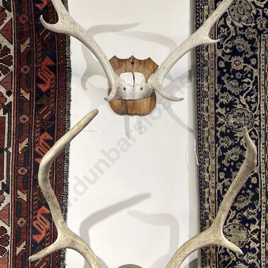 Two Wall Mounting Deer Antlers