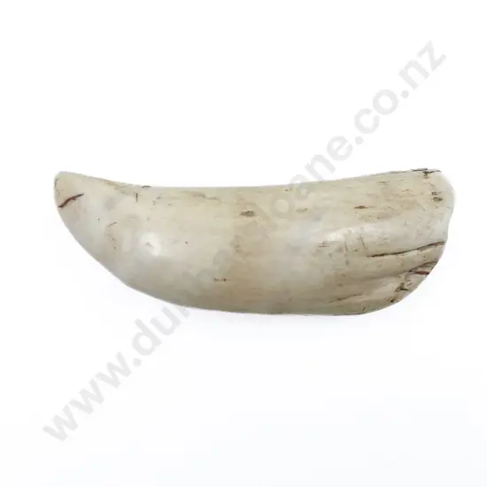 Antique Pacific Island Tabua Whale Tooth