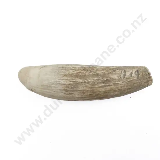 Whale Tooth