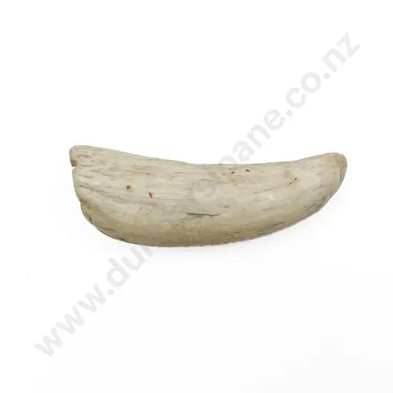 Small Whale Tooth With Drilled Pendant Hole