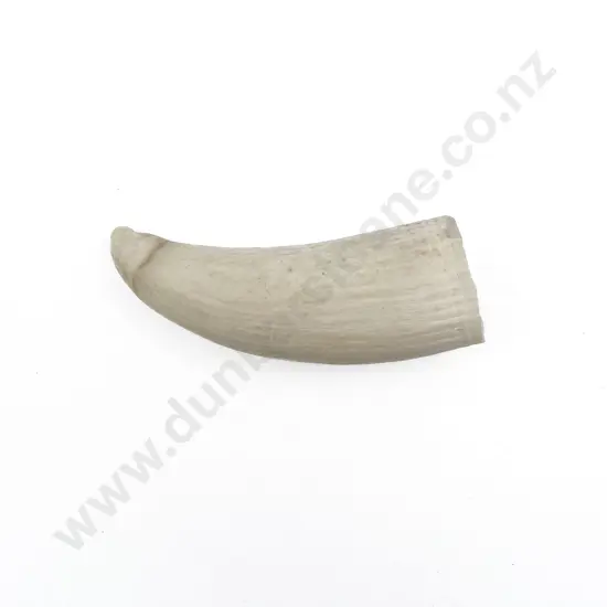 Small Whale Tooth