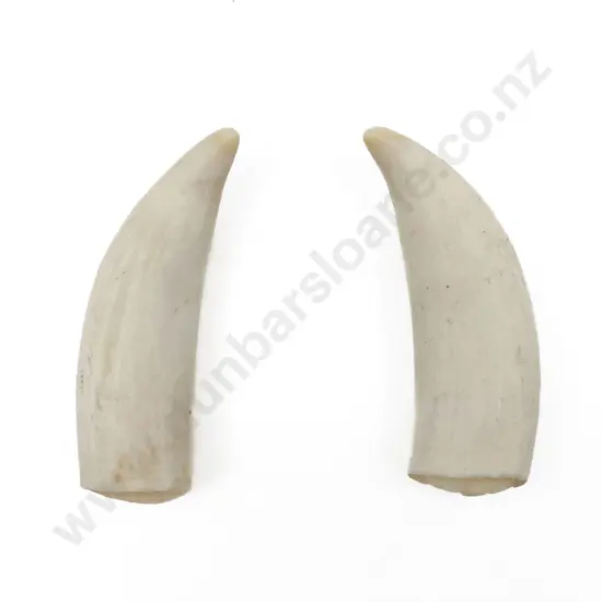 Two Small Whale Teeth