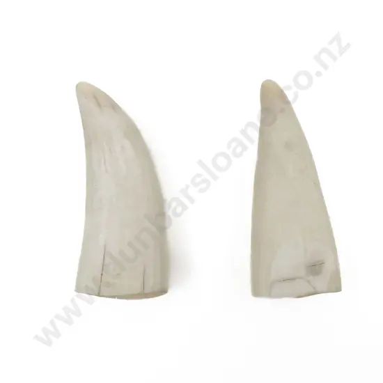 Two Small Whale Teeth