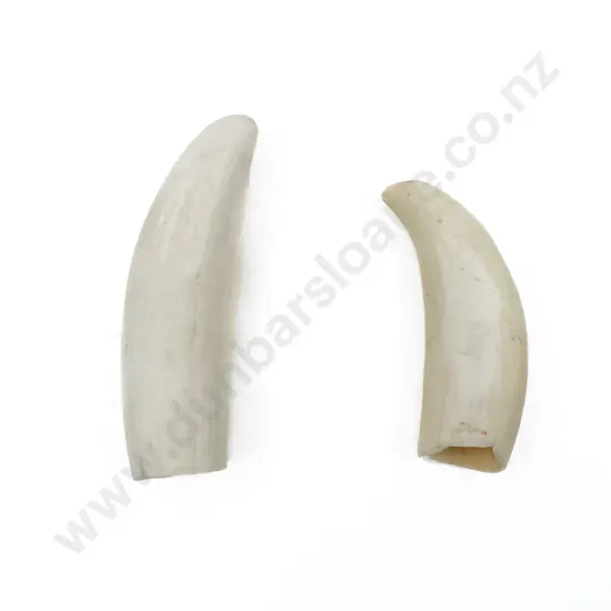 Two Small Whale Teeth