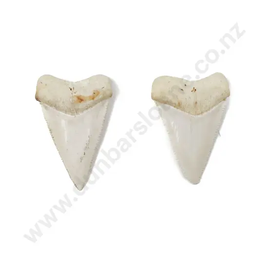 Two Shark Teeth