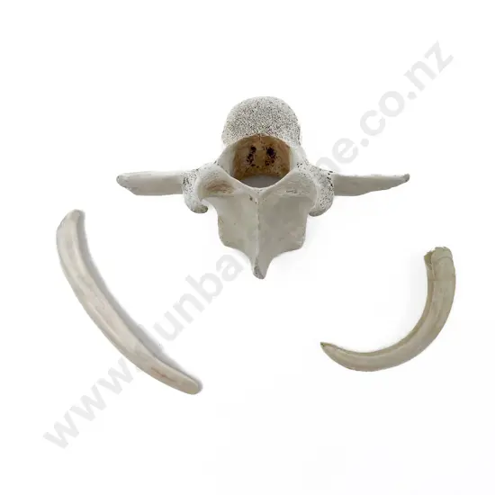 Boar Tooth Bone Piece & Vertebrae