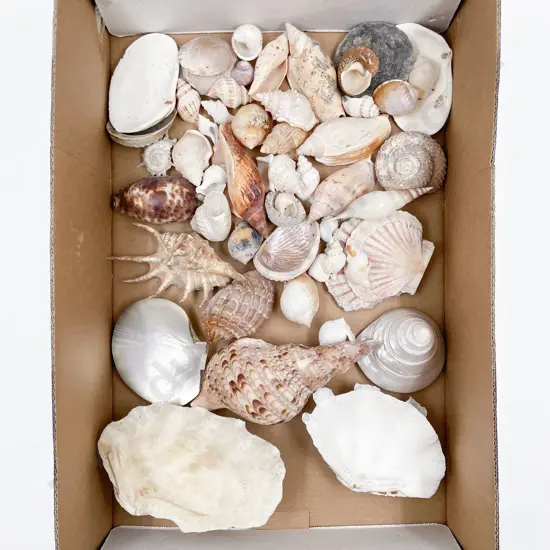 Collection of Exotic Shells