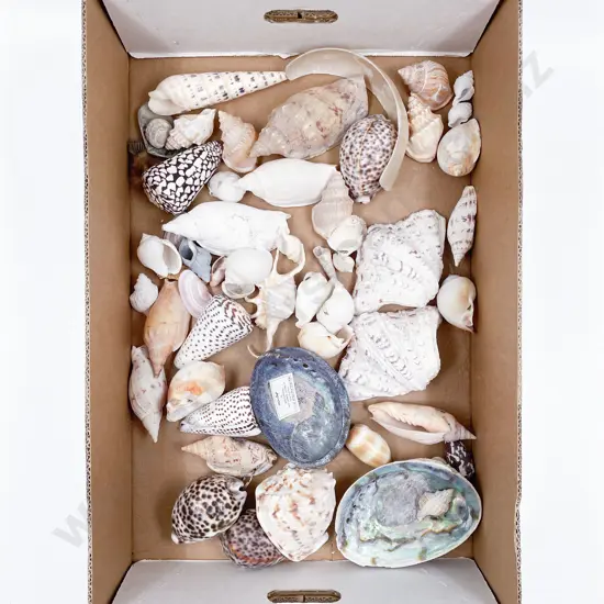 Collection of Exotic Shells