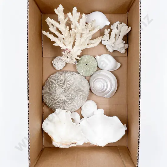 Small Collection of Vintage Shells & Coral