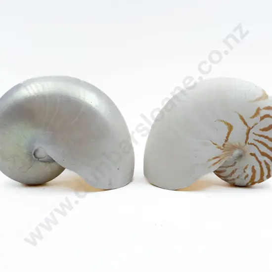 Two Nautilus Shells