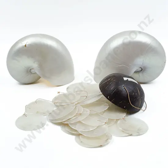Two Nautilus Shells (one a/f)