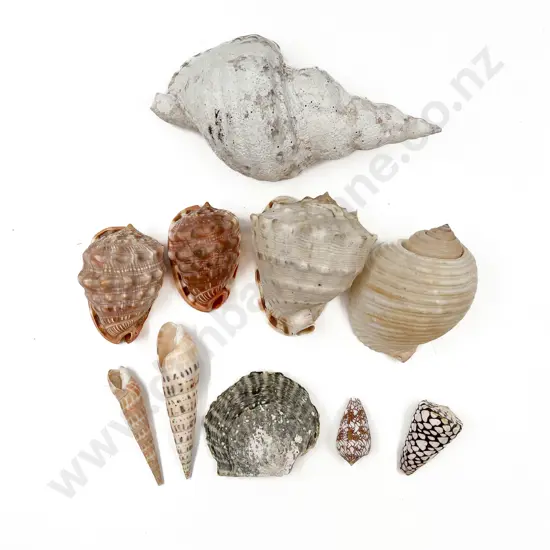 Quantity of Assorted Tropical Seashells