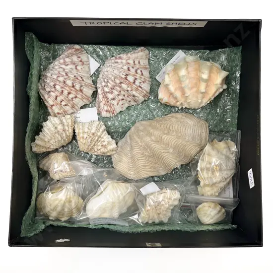 Quantity of Assorted Tropical Clam Shells
