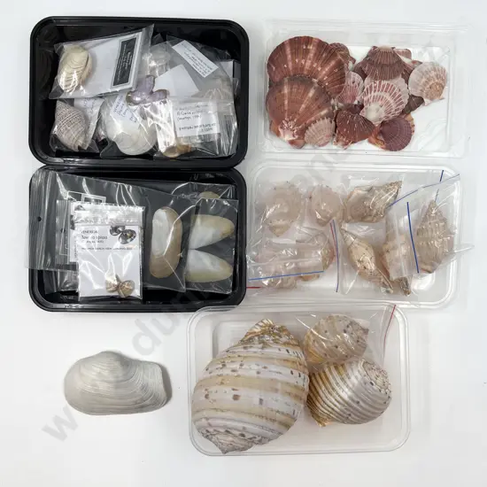 Quantity of Assorted Seashells From The Bay of Plenty