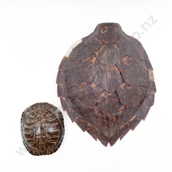 Two Vintage Turtle Shells
