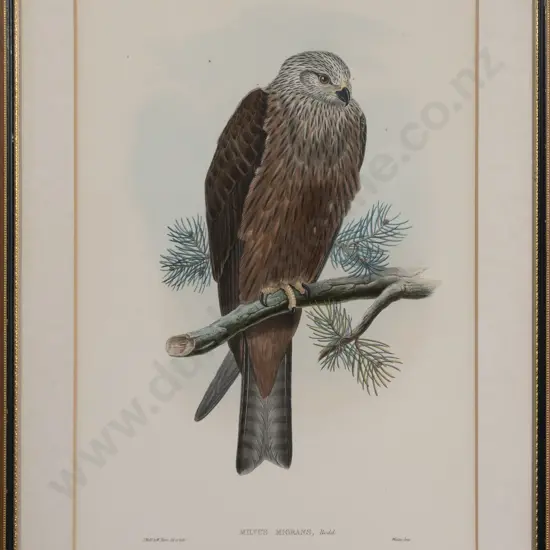 After John Gould - Milvus Migrans ( Black Kite)