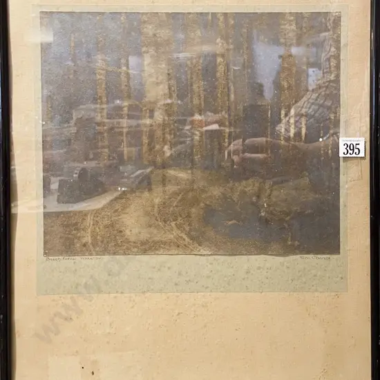 George Chance - Beech Forrest Wakarapu - Photography Work