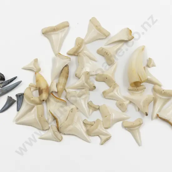 Quantity of Shark Teeth