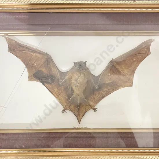 Framed Taxidermy of Hairless Bat
