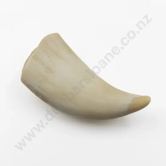 Sperm Whale Tooth