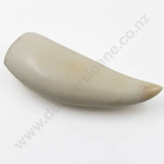Sperm Whale Tooth