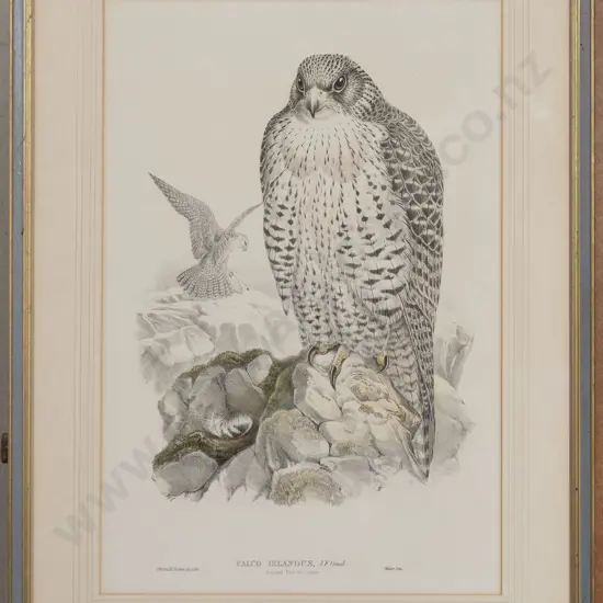 After John Gould - Falco Islandus (Iceland Falcon)