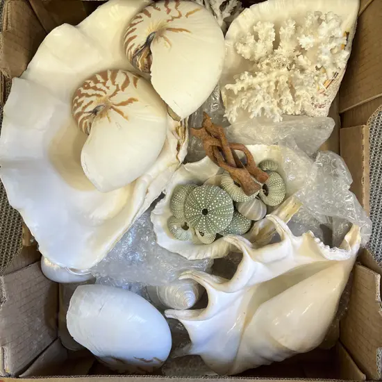 Large Quantity of Assorted Shells etc