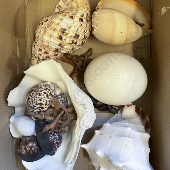 Large Quantity of Assorted Shells etc