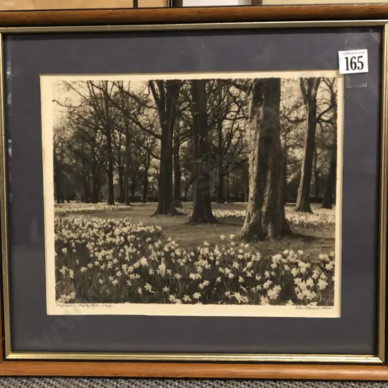 George Chance (1885 - 1963) - Daffodils Hagley Park ChCh