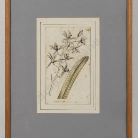 C18th Botanical Bookplate (a/f)