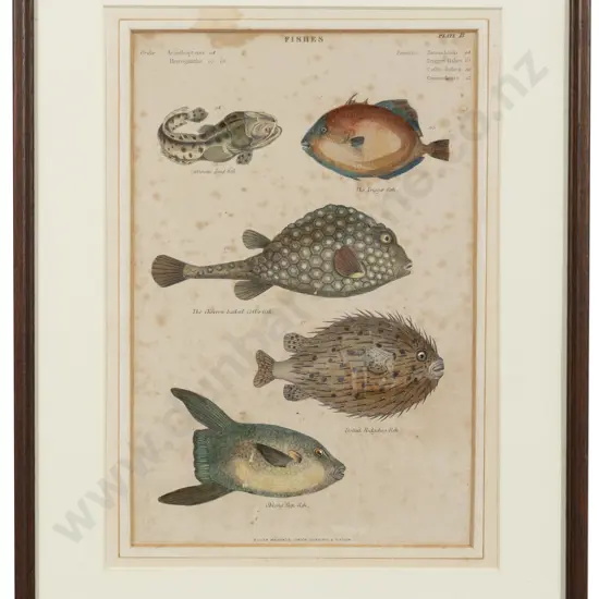 C19th Bookplate Depicting Fish