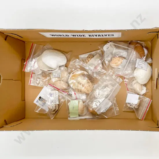 Collection of Worldwide Bivalves