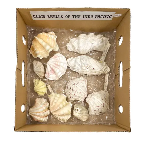 Collection of Clam Shells of the Indo-Pacific