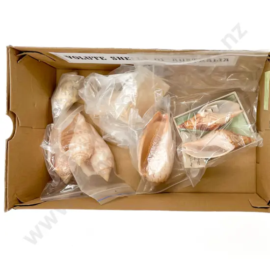 Collection of Volute Shells of Australia