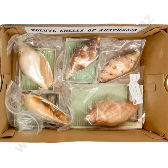 Collection of Volute Shells of Australia